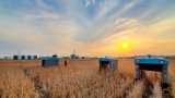 Photo of three mineral crop-inspecting robots in a field.